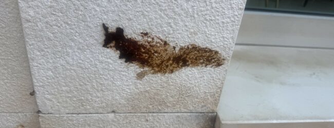 Deiezioni canine sporcano l’ingresso del negozio, commerciante di Benevento denuncia atto incivile