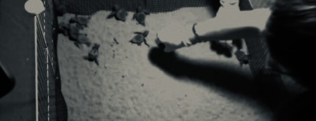 A Forio nate 19 tartarughine tra lo stupore e la gioia di centinaia di bagnanti