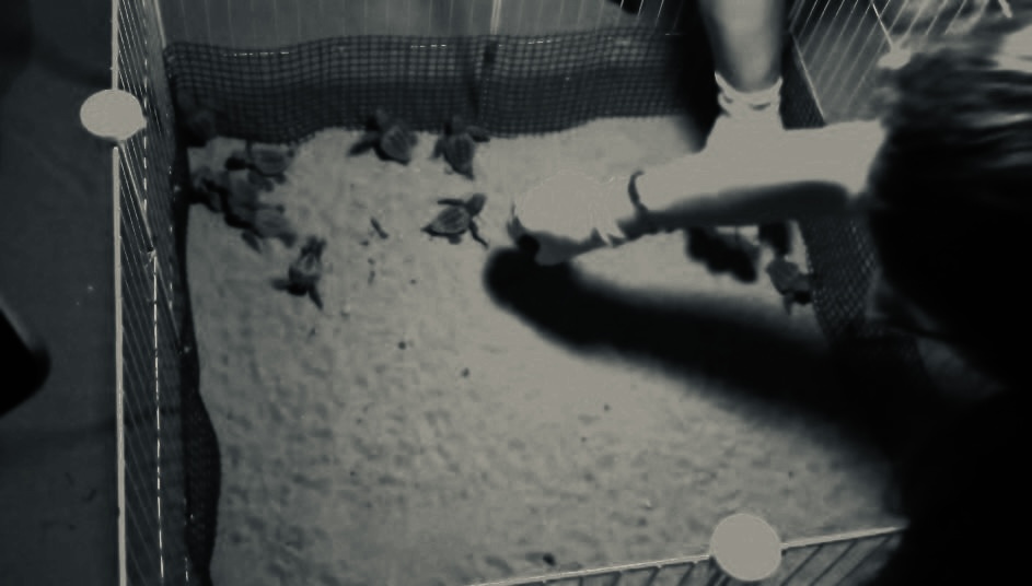 A Forio nate 19 tartarughine tra lo stupore e la gioia di centinaia di bagnanti