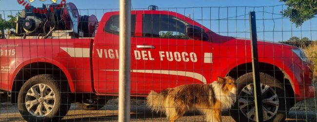 Gesualdo, cane rimane incastrato tra le inferriate: salvato dai Vigili del Fuoco