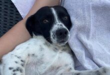 Scomparso Blacky: l’appello della famiglia, “Aiutateci a riportarlo a casa”