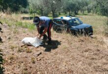 Fontanarosa, ritrovati buoni postali rubati: erano stati sottratti dall’abitazione di un anziano