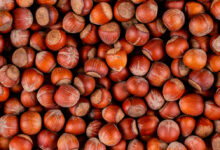 Campania, emergenza produttiva per la nocciola: AOA chiede un piano strategico regionale