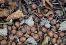 Coldiretti Campania: “Tavolo Verde sulla cascola delle nocciole: subito un monitoraggio sui danni ai produttori di nocciole e azioni di risarcimento”