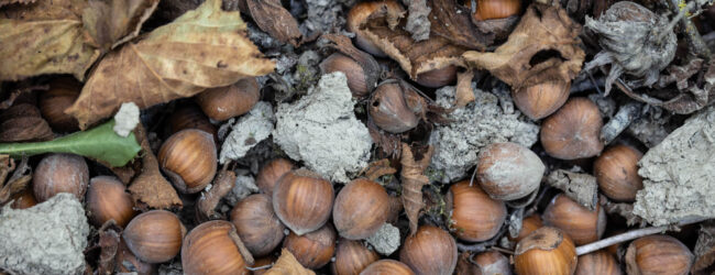 Coldiretti Campania: “Tavolo Verde sulla cascola delle nocciole: subito un monitoraggio sui danni ai produttori di nocciole e azioni di risarcimento”