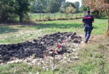 Bonea, sequestrata area agricola: combustione illecita di lana ovicaprina