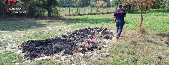 Bonea, sequestrata area agricola: combustione illecita di lana ovicaprina
