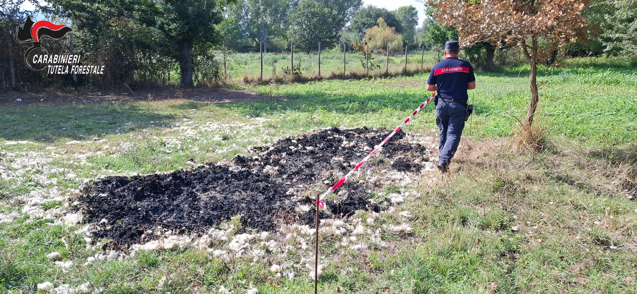 Bonea, sequestrata area agricola: combustione illecita di lana ovicaprina