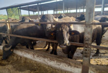 Coldiretti Campania: Previsione rispettata: prosegue il calo del latte di bufala congelato e concentrato