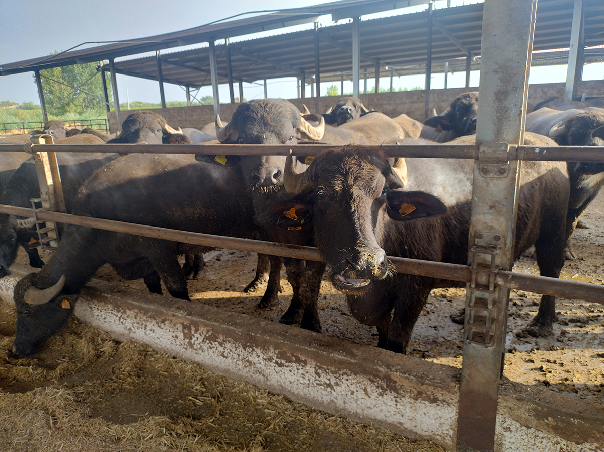 Coldiretti Campania: Previsione rispettata: prosegue il calo del latte di bufala congelato e concentrato