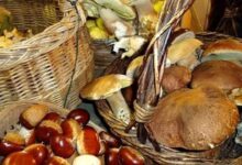 Il 27 e 28 settembre Torrioni celebra tradizione e gusto con “Saperi & Sapori 2025”