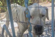 Cane maltrattato a Benevento, LNDC Animal Protection chiede il sequestro