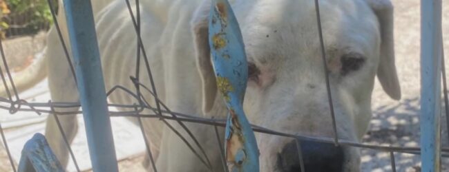 Cane maltrattato a Benevento, LNDC Animal Protection chiede il sequestro