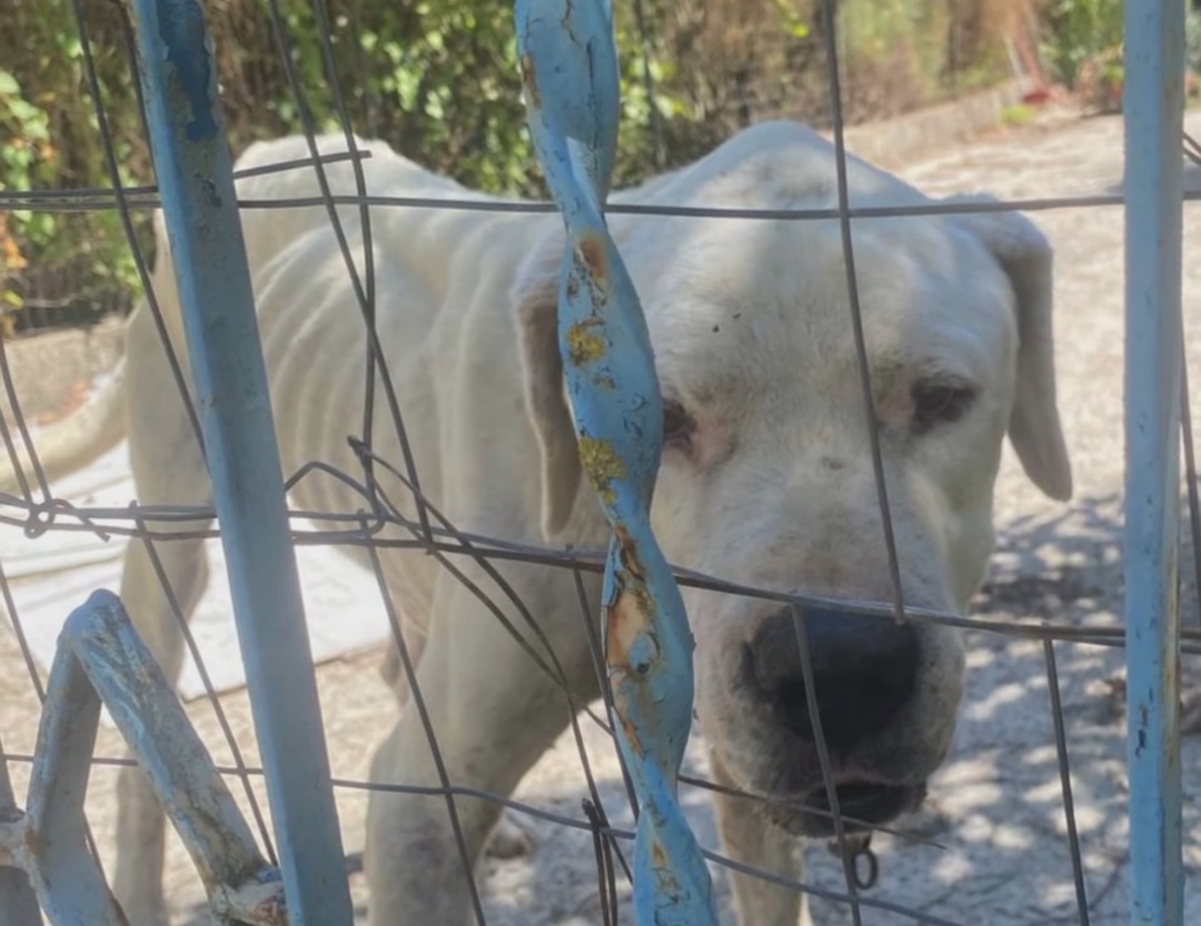 Cane maltrattato a Benevento, LNDC Animal Protection chiede il sequestro