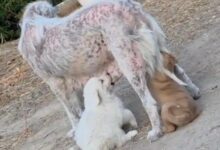 Cani randagi, il comune di Apice avverte l’Asl: saranno sterilizzati e curati