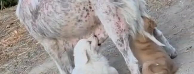 Cani randagi, il comune di Apice avverte l’Asl: saranno sterilizzati e curati