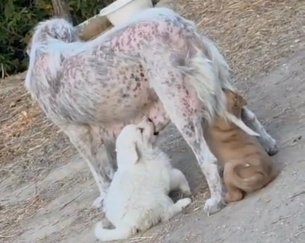 Cani randagi, il comune di Apice avverte l’Asl: saranno sterilizzati e curati