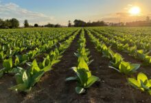 Confagricoltura Campania: “Il rinnovo del memorandum BAT Italia-MASAF garantisce stabilità e prospettive alla filiera del tabacco”