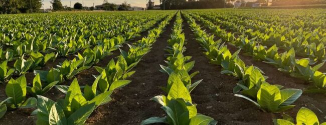Confagricoltura Campania: “Il rinnovo del memorandum BAT Italia-MASAF garantisce stabilità e prospettive alla filiera del tabacco”