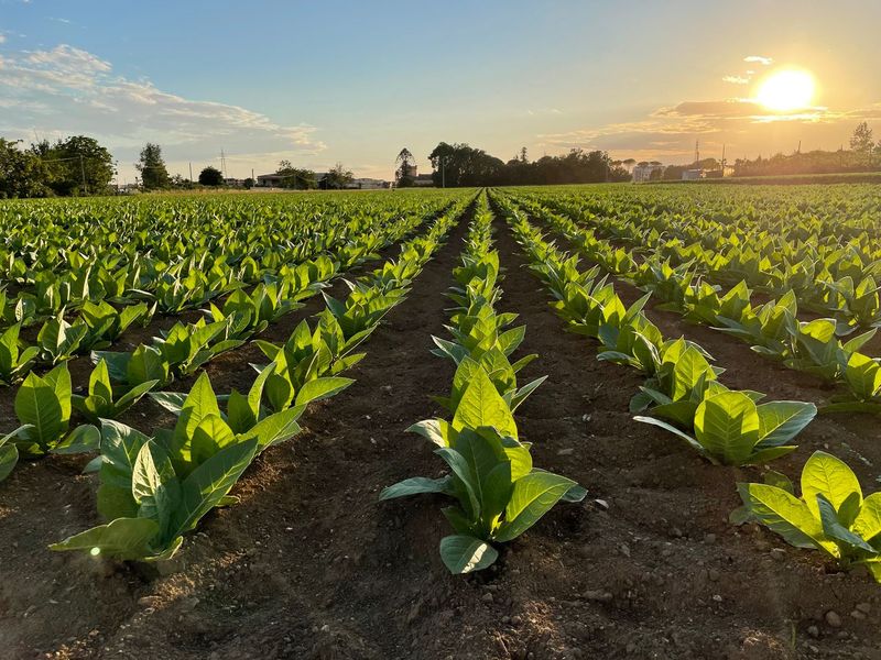 Confagricoltura Campania: “Il rinnovo del memorandum BAT Italia-MASAF garantisce stabilità e prospettive alla filiera del tabacco”