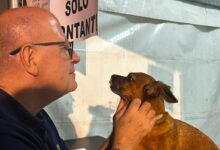 Summonte, cagnolino smarrito durante la sagra. Sindaco e cittadini mobilitati per risalire al proprietario: in mattinata il lieto fine   