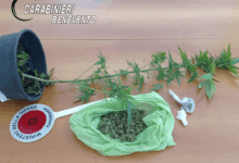 San Leucio del Sannio, sequestrati droga e piantina di marijuana: 56enne denunciato