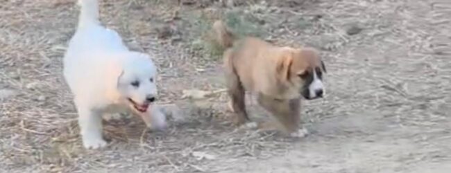 Randagismo ad Apice, Lega Nazionale per la Difesa del Cane: “serve un intervento urgente”