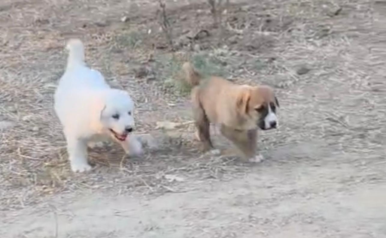 Randagismo ad Apice, Lega Nazionale per la Difesa del Cane: “serve un intervento urgente”