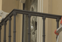 Sfratto a Benevento: animali lasciati soli in casa, l’ODV salva cinque gatti