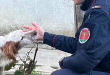 Monteforte Irpino: Carabinieri denunciano una persona per maltrattamento di animali
