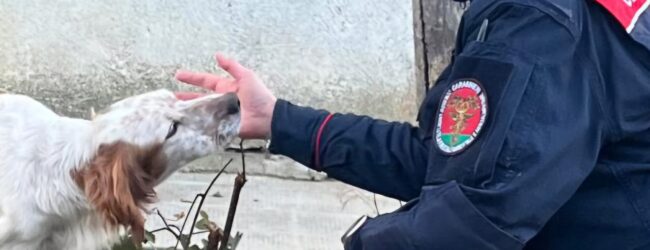 Monteforte Irpino: Carabinieri denunciano una persona per maltrattamento di animali
