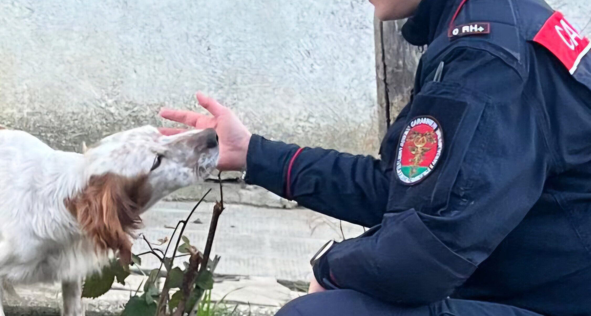 Monteforte Irpino: Carabinieri denunciano una persona per maltrattamento di animali