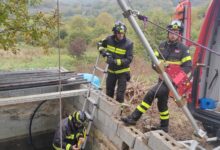 I Vigili del Fuoco recuperano un cinghiale morto da un vascone a San Marco dei Cavoti