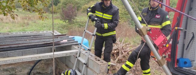 I Vigili del Fuoco recuperano un cinghiale morto da un vascone a San Marco dei Cavoti