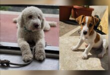 Ad Arpaise investiti in un mese tre cani, la rabbia dei cittadini