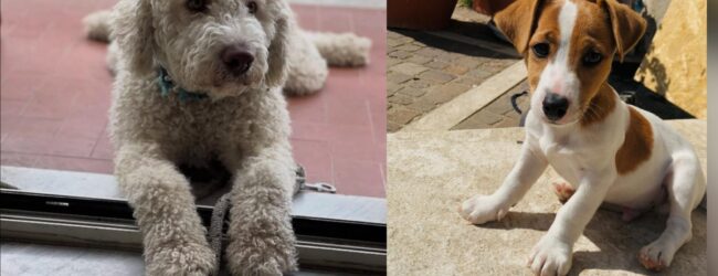 Ad Arpaise investiti in un mese tre cani, la rabbia dei cittadini