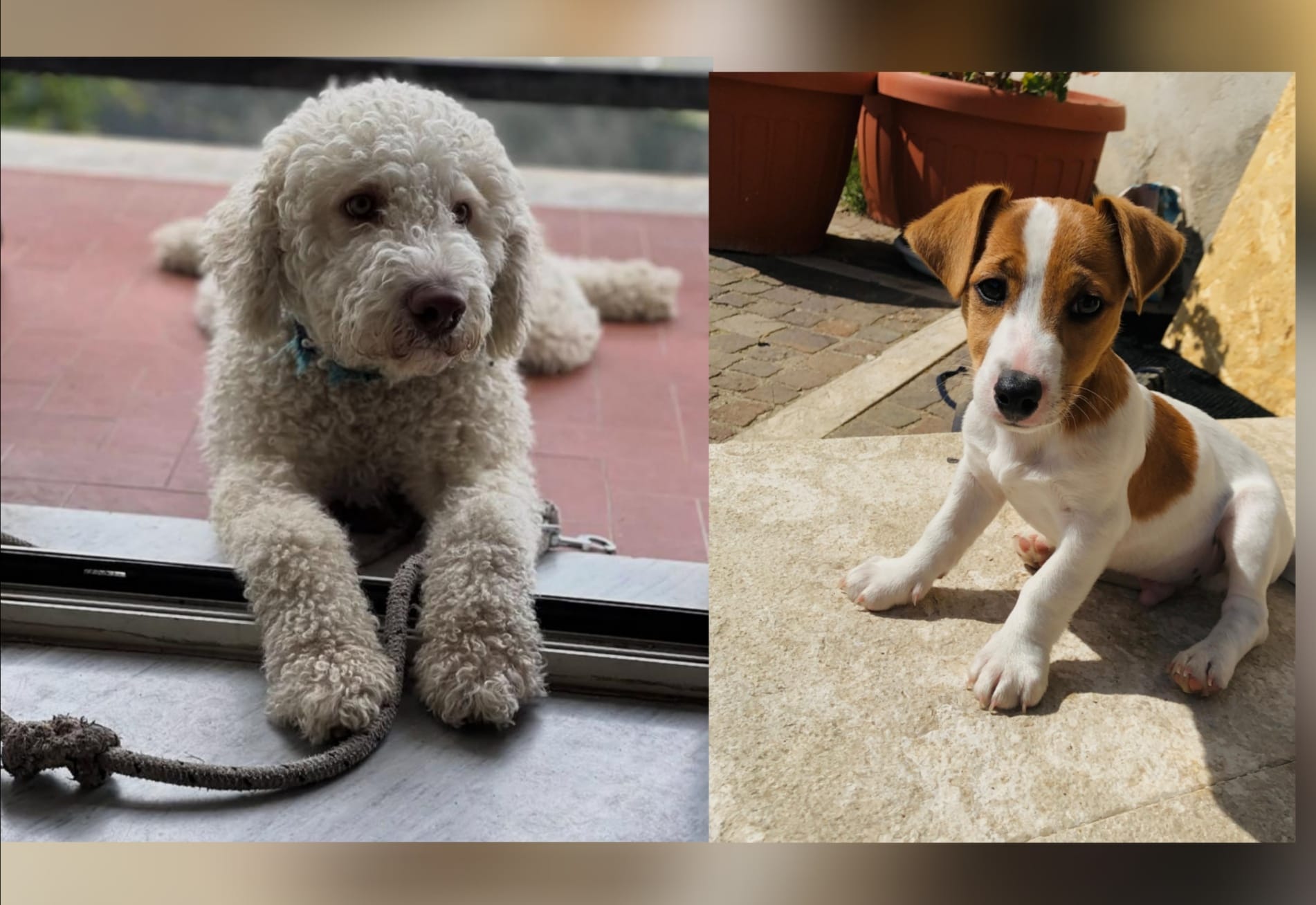 Ad Arpaise investiti in un mese tre cani, la rabbia dei cittadini