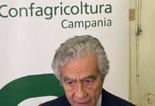 Vendemmia, allarme manodopera in Campania. Avellino, Caserta e Benevento le province più colpite