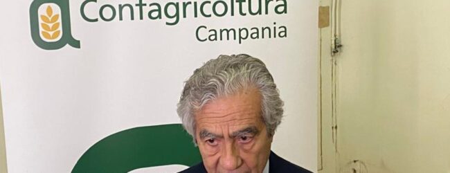 Vendemmia, allarme manodopera in Campania. Avellino, Caserta e Benevento le province più colpite