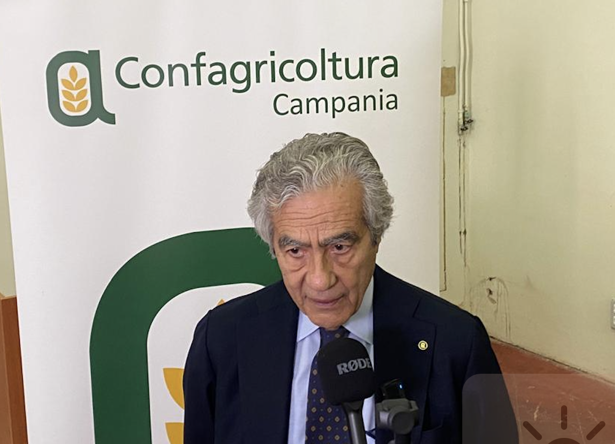 Annata olivicola, Confagricoltura Campania: l’apertura della campagna preannuncia qualità eccellente e rese nella media. Lavoriamo su prospettive di crescita