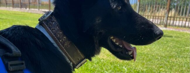 Secondigliano, tenta di introdurre droga in carcere: donna incastrata dall’unità cinofila antidroga