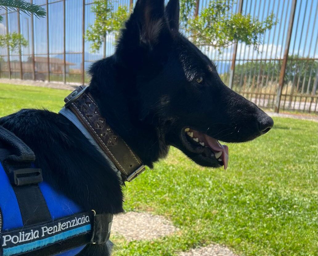 Secondigliano, tenta di introdurre droga in carcere: donna incastrata dall’unità cinofila antidroga