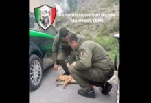Animali a Benevento Soccorsi senza sosta: la Guardia Forestale ODV, numeri record per la tutela degli animali