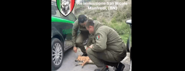 Animali a Benevento Soccorsi senza sosta: la Guardia Forestale ODV, numeri record per la tutela degli animali
