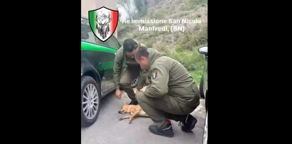 Animali a Benevento Soccorsi senza sosta: la Guardia Forestale ODV, numeri record per la tutela degli animali