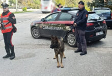 Mirabella Eclano (AV): “Luna” il cane Carabiniere affianca i colleghi  durante i controlli nelle serate della movida