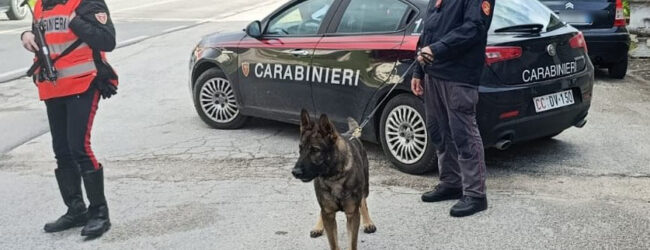 Mirabella Eclano (AV): “Luna” il cane Carabiniere affianca i colleghi  durante i controlli nelle serate della movida