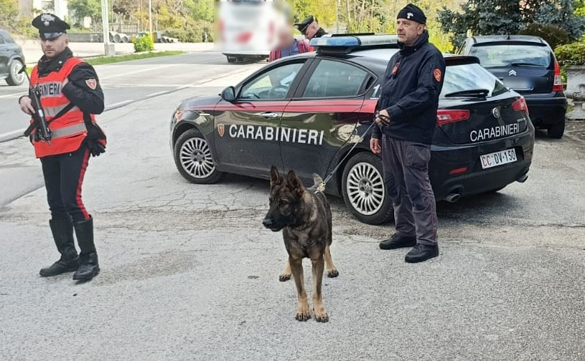 Mirabella Eclano (AV): “Luna” il cane Carabiniere affianca i colleghi  durante i controlli nelle serate della movida