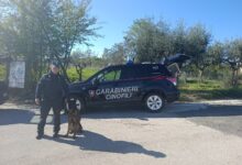 Pietradefusi: Carabinieri arrestano un pusher straniero che deteneva oltre 70 grammi di hashish