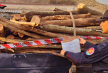 Ospedaletto d’Alpinolo, Carabinieri denunciano una persona per taglio abusivo e furtivo di piante